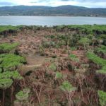 Maremma 1000 pini devastati nella riserva di Feniglia
