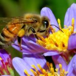 Caldo anomalo e risveglio anticipato delle api