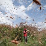 Miliardi di locuste invadono l’Africa