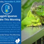 “Piovono” Iguane in Florida