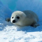 Poco ghiaccio Artico, problemi per le foche nel Golfo di San Lorenzo