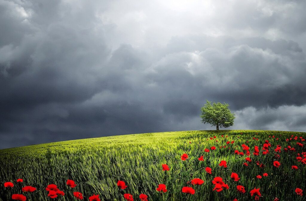 tree, poppy field, clouds