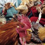H5N1 Influenza Aviaria: Quali sono le nostre attuali conoscenze?