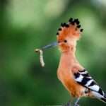 L’Upupa un uccello inconfondibile ed elegante con la su cresta