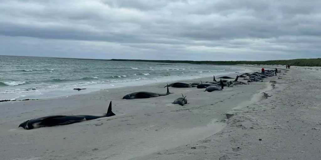 Ritrovamento di Balene Spiaggiate su Tresness Beach: Un Tragico Evento nelle Orcadi