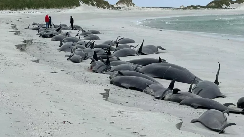 Ritrovamento di Balene Spiaggiate su Tresness Beach: Un Tragico Evento nelle Orcadi-2